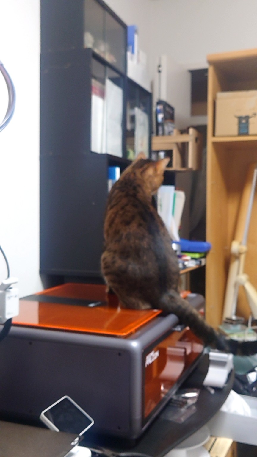 Our cat Kyosuke perched on the orange lid of the laser engraver.